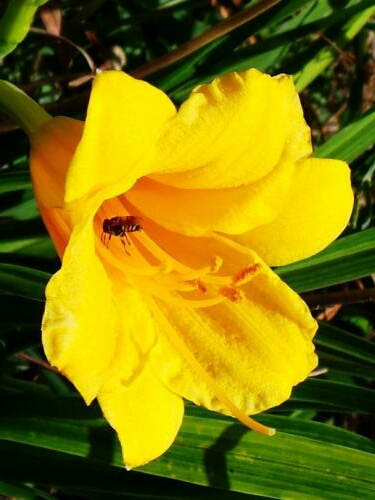 金娃娃萱草能吃吗,金娃娃萱草几月开花