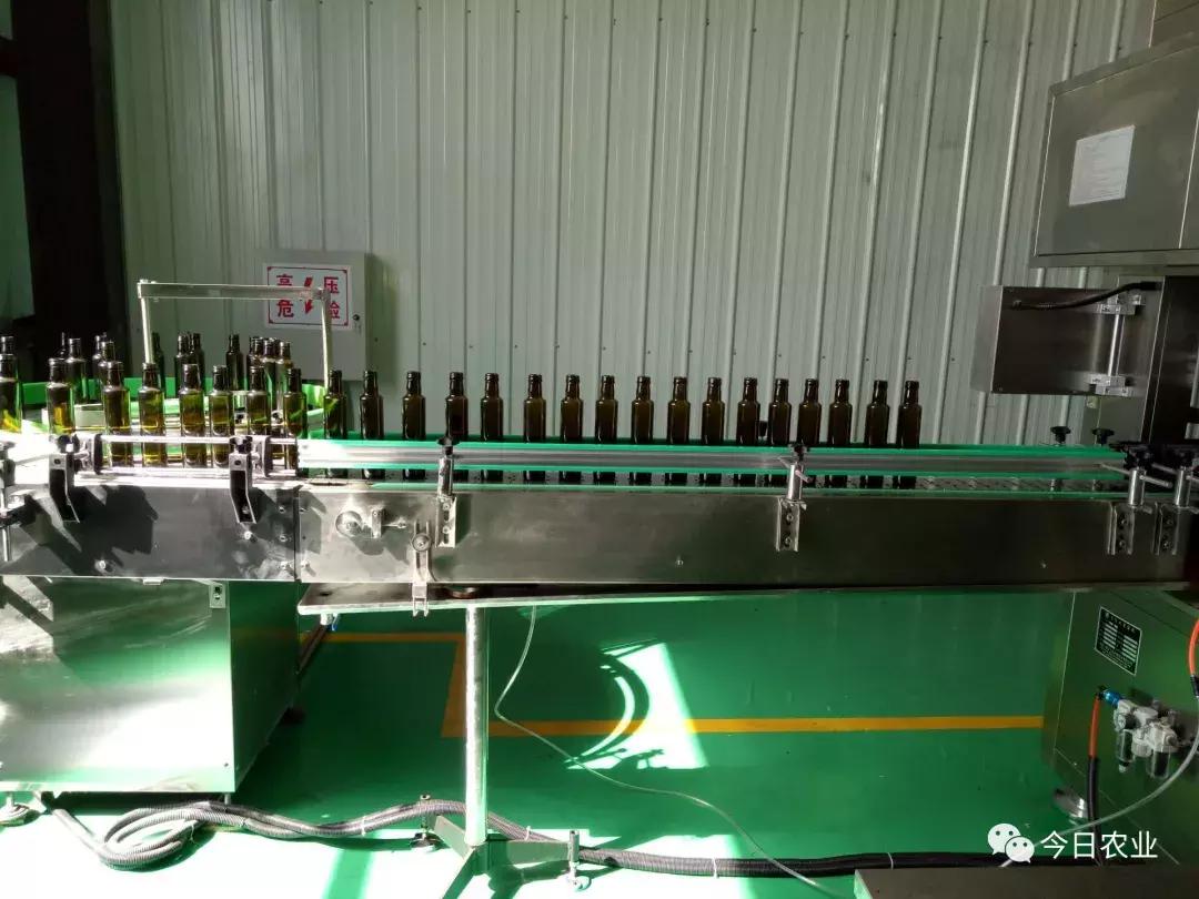 好质量的亚麻籽油,平鲁区亚麻籽油