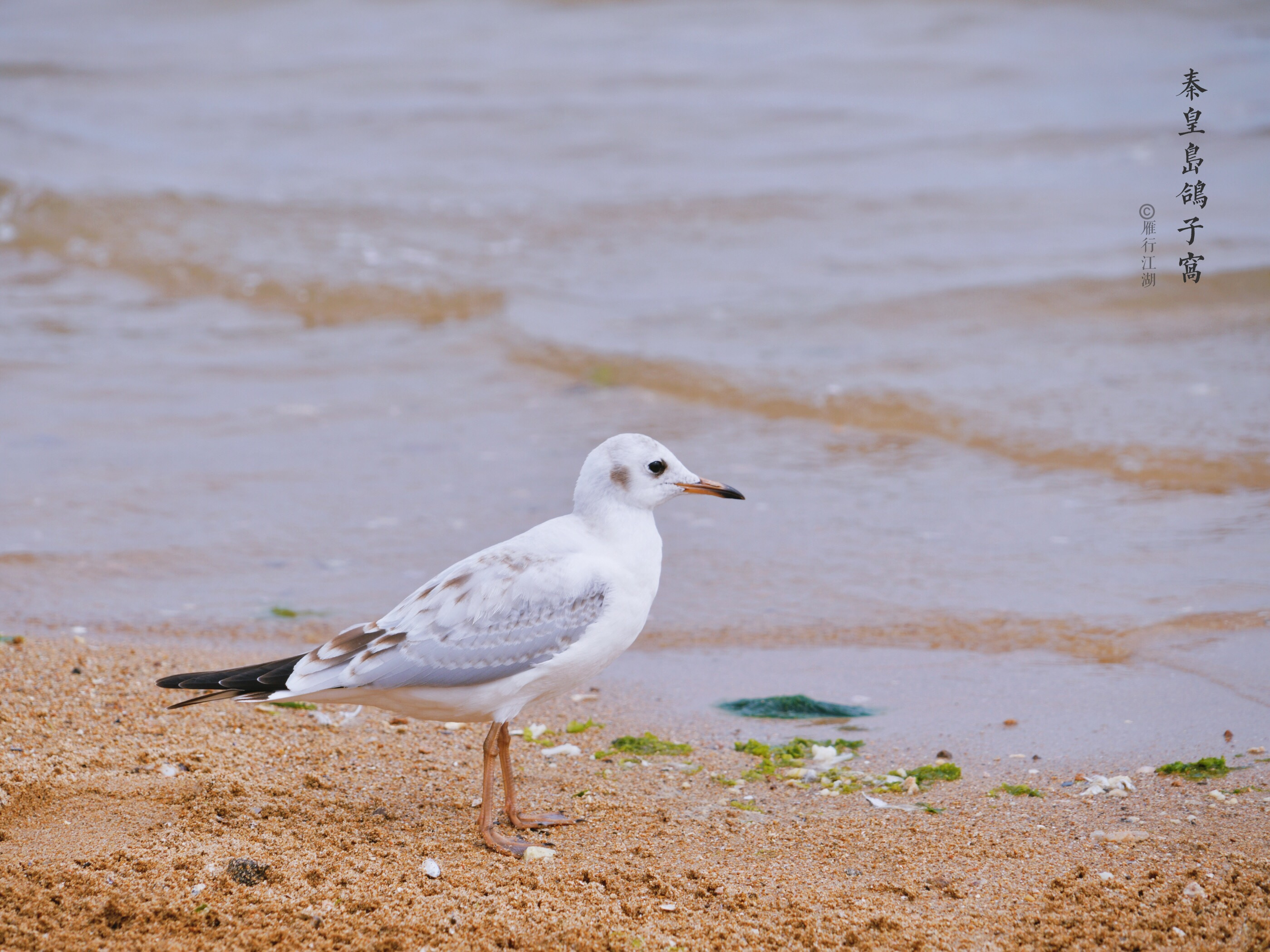 秦皇岛最佳观日出地点,秦皇岛市区日出最佳观赏地