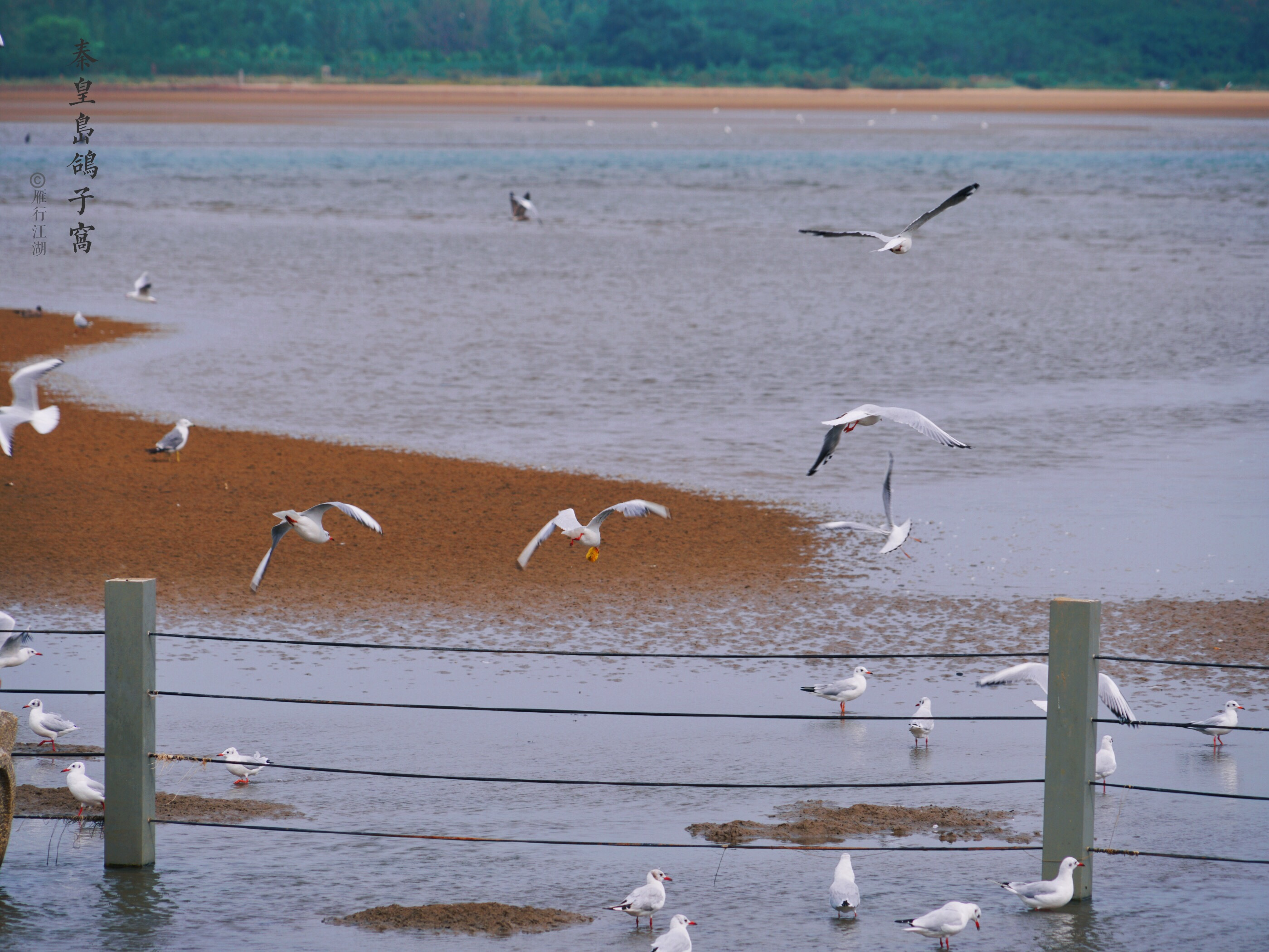 秦皇岛最佳观日出地点,秦皇岛市区日出最佳观赏地