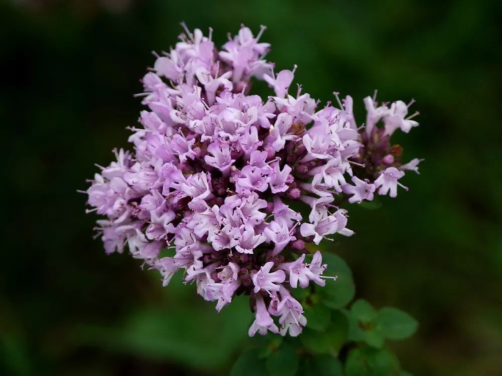 「百草园」第一次世界大战中的功臣消毒剂——百里香（七十五）