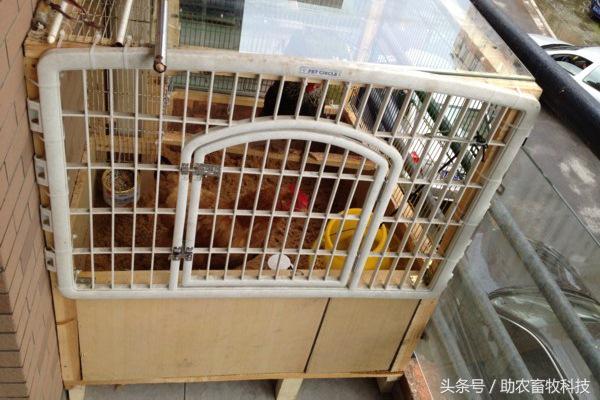 阳台养鸡发酵床注意事项,夏天阳台养鸡用发酵床养鸡可以吗