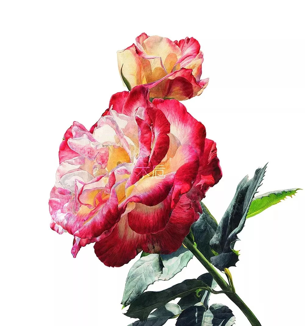 她画的超写实水彩花卉美到窒息,让人惊艳的水彩画