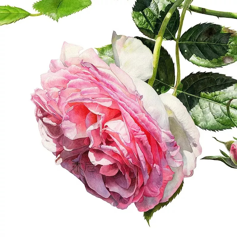 她画的超写实水彩花卉美到窒息,让人惊艳的水彩画