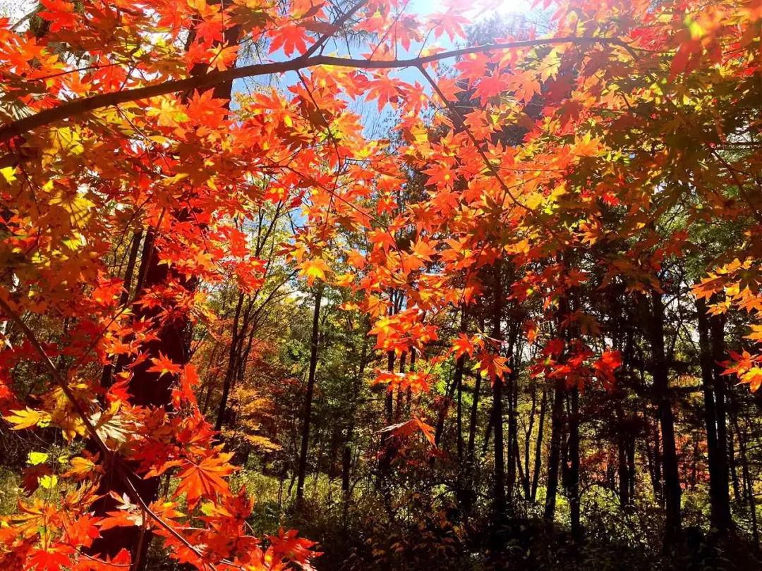 敦化寒葱岭红叶谷风景,吉林红叶最新视频