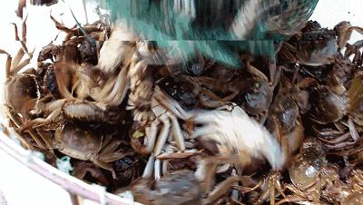 吃海鲜手扎了一下,如果一不小心被海鲜扎了会怎么样