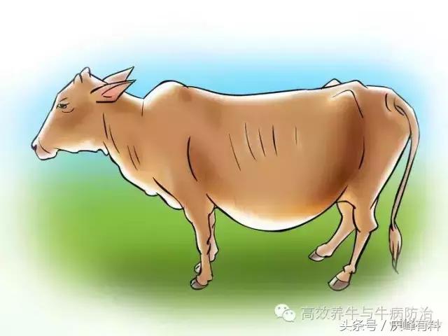 判断母牛生产成功的最佳方法,养牛最佳观察方法