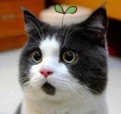 月球背面的外星人在线阅读,月球背面真的有外星基地吗