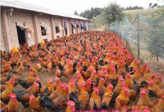 鸡痛风的症状及治疗方法,鸡痛风是什么原因引起的