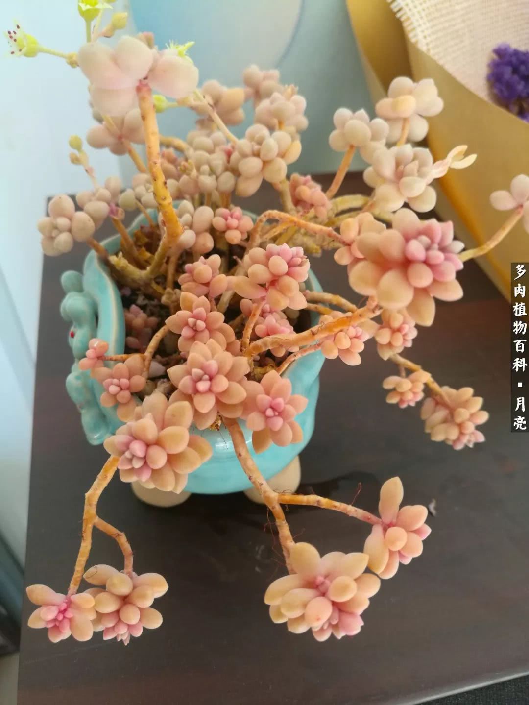 养了五年多肉没一盆“干货”？终于总结出原因了！