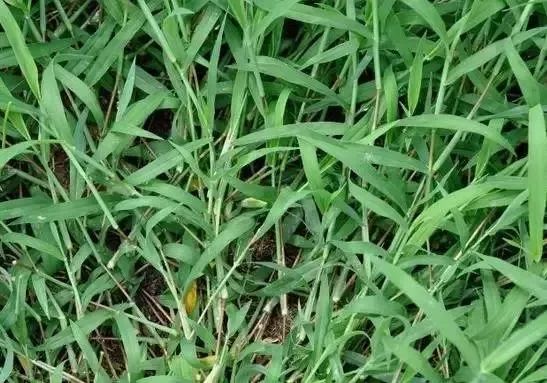 赣榆人讨厌的这个野果子，有人专门来捡赚钱，榨油吃了能防癌……