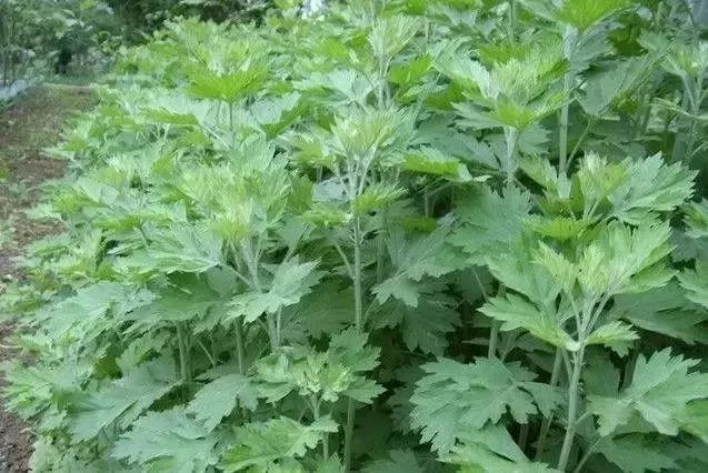 赣榆人讨厌的这个野果子，有人专门来捡赚钱，榨油吃了能防癌……