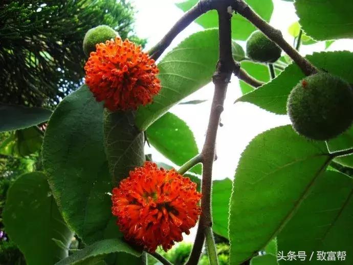 这种落叶乔木热量高、轮伐期短，全身上下都是宝