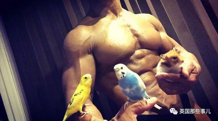 捧着仓鼠晒肌肉……这位“杀手”大叔的画风真是健身界的一股清流
