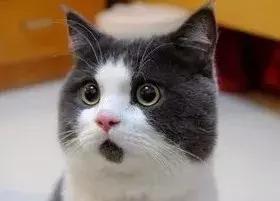 布朗博士奶瓶防止呛奶防胀气,世喜防呛奶防胀气奶瓶十大排行榜