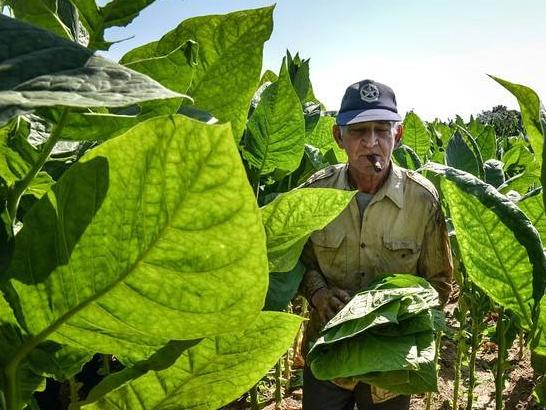世界最贵的雪茄750万一支的,最贵的古巴雪茄价格一根是多少钱