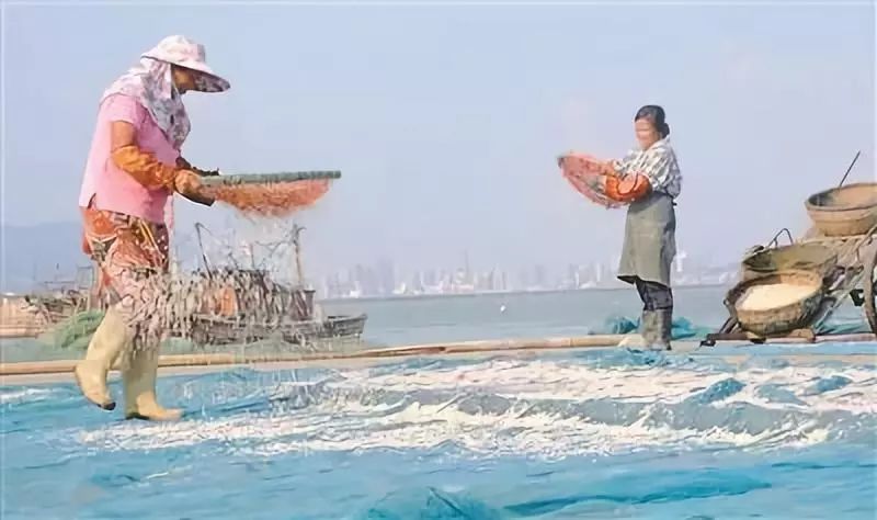 虾皮特级无盐补钙儿童,含钙量最高的食物排名虾皮和牛肉