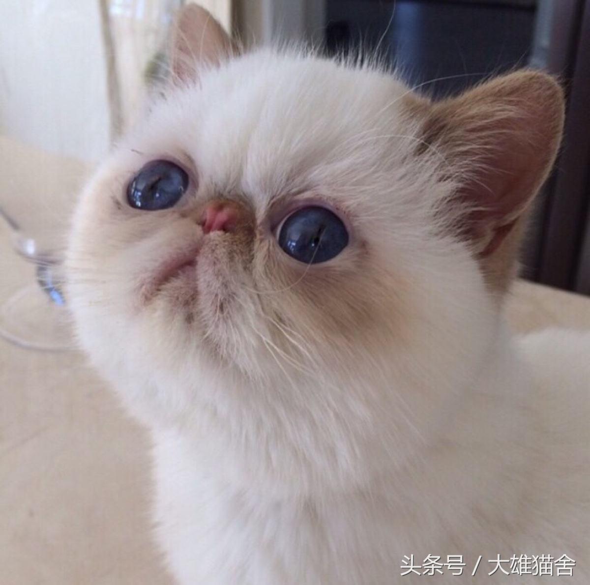 猫咪呕吐透明液体是怎么回事,猫咪呕吐透明液体是什么情况