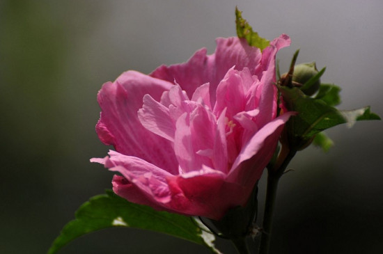 〖花集〗十五的月亮十六圆，赏花赏月赏“秋香”