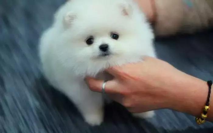 饲养博美常识大全,博美的饲养方法和注意事项