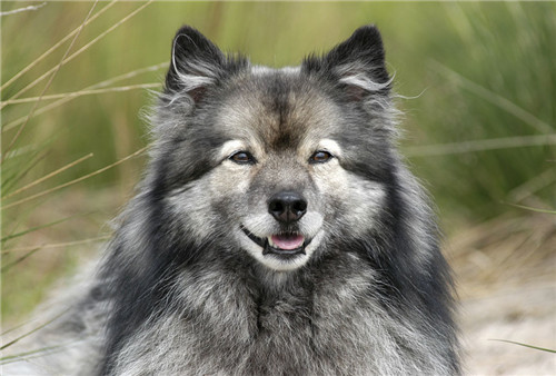 带着汪星人旅游,带汪星人旅游的视频