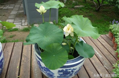 出水芙蓉而淤泥不染什么意思,芙蓉出水一尘不染