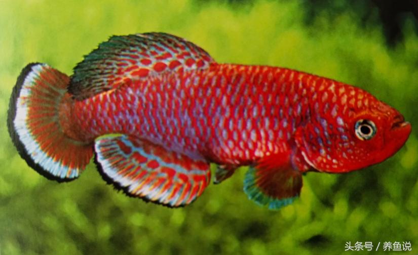 卡夫圆尾鳉鱼，红白黑搭配的非洲观赏鱼，好看
