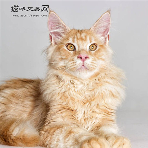 缅因猫性格好吗值得养吗,选猫推荐