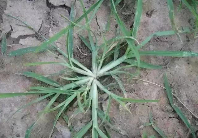 绵阳人讨厌的这个野果子，有人专门来捡赚钱……