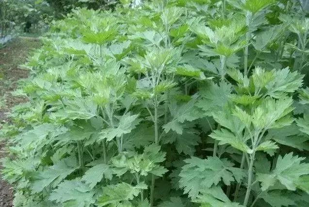 绵阳人讨厌的这个野果子，有人专门来捡赚钱……