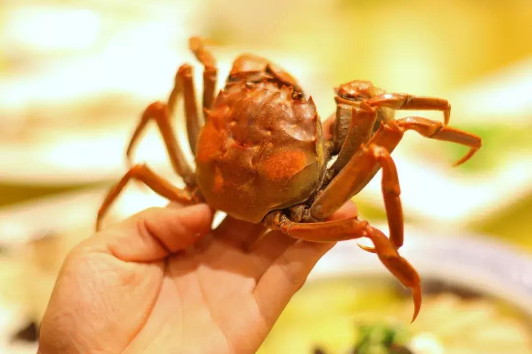 沙家浜芦苇荡游玩体验感想,沙家浜风起芦苇荡