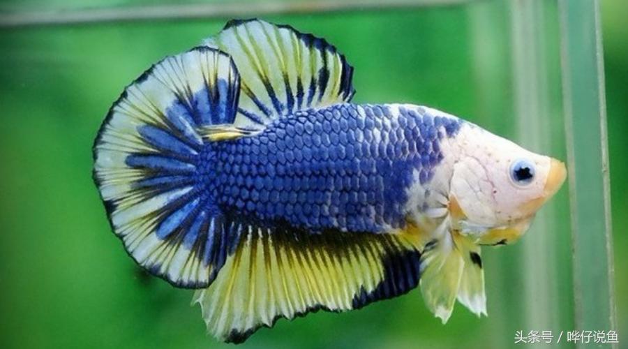 明人不说暗话下一句怎么对,明人不说暗话能有什么坏心思呢