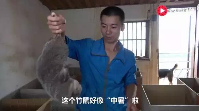 华农兄弟养竹鼠,华农兄弟养竹鼠的视频