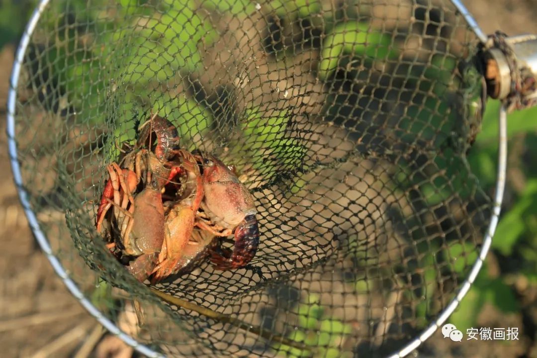 收看此心安处是吾乡专题片简报,观看此心安处是吾乡专题片