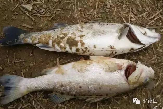 暴发性出血病和肠炎,暴发性败血症