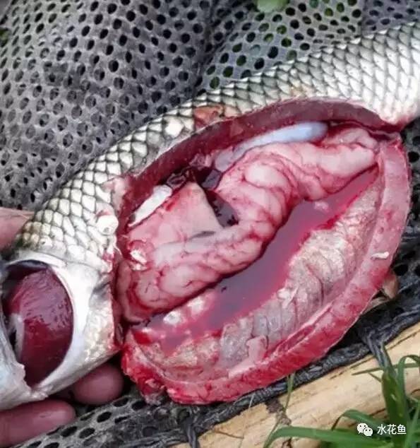 暴发性出血病和肠炎,暴发性败血症