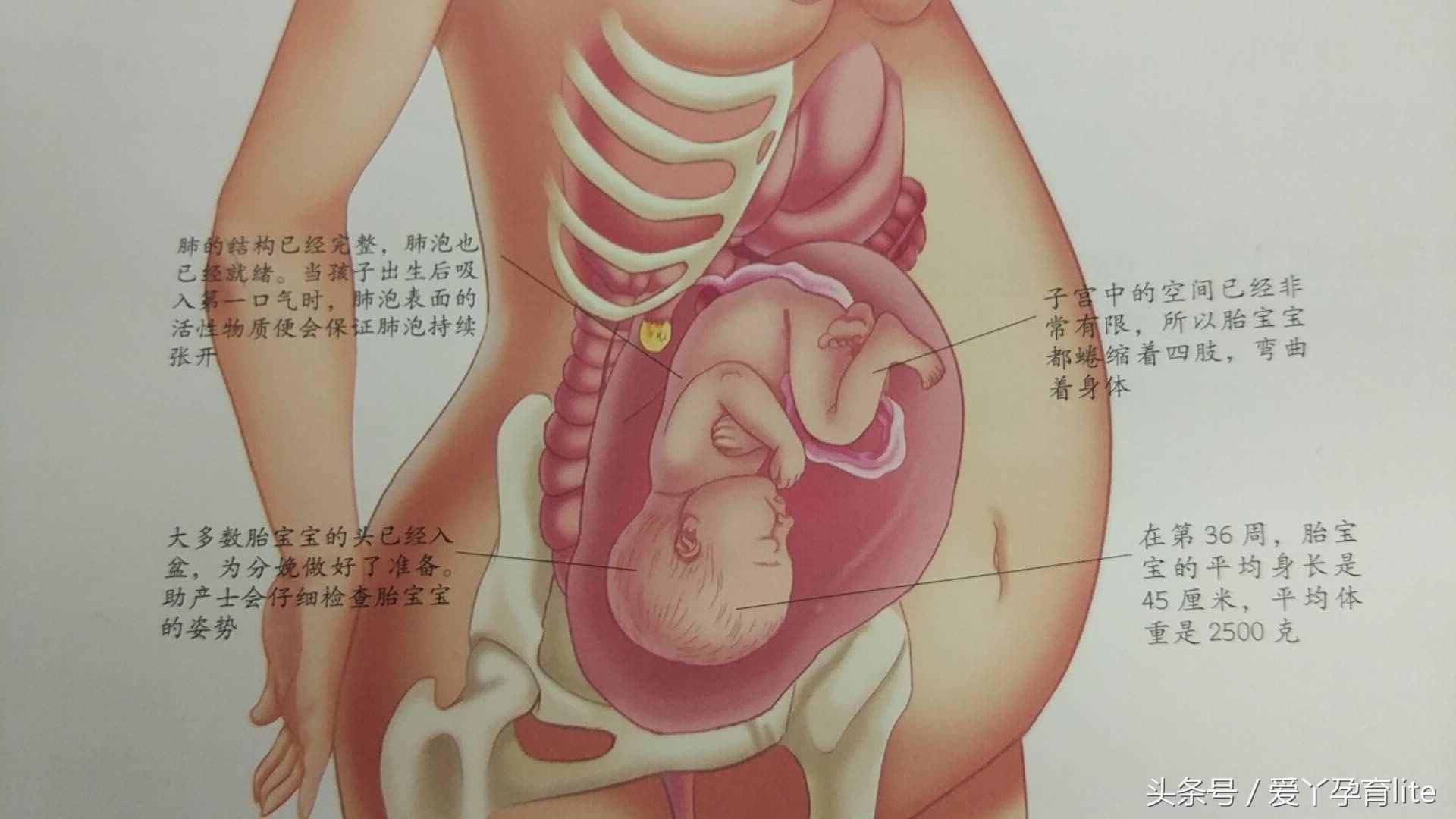30岁孕妈该注意事项,高龄孕妇怀孕1个月成功率