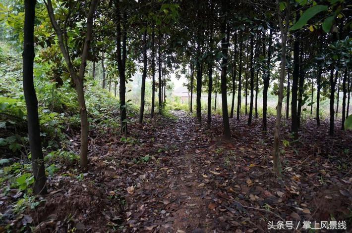 关公父子是怎么遇害的,关公败走麦城如何被杀