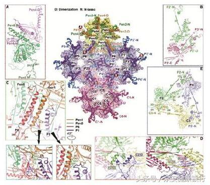 众安健康银行：多篇文章解读近年来疱疹病毒领域重要研究成果！