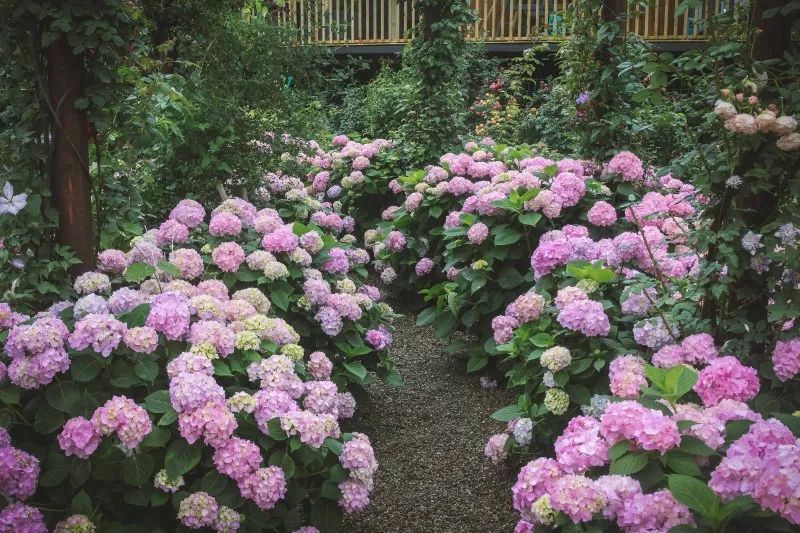 成都干货最全攻略,成都攻略3天吃喝