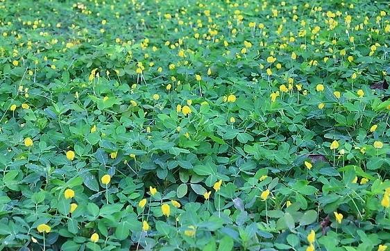 花生空壳怎么办，做好这4点，不仅颗颗饱满还高产