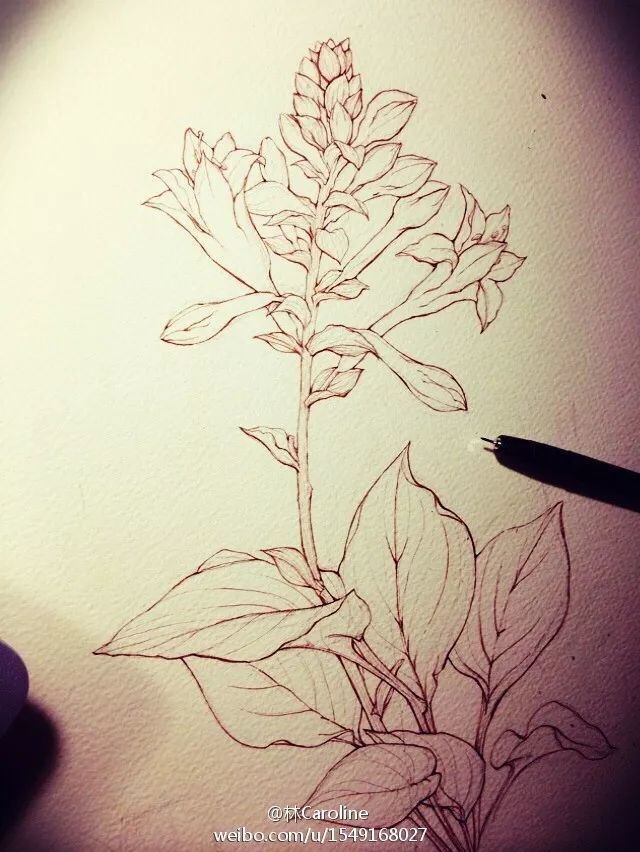 央视最美插画,央视点赞最美老师