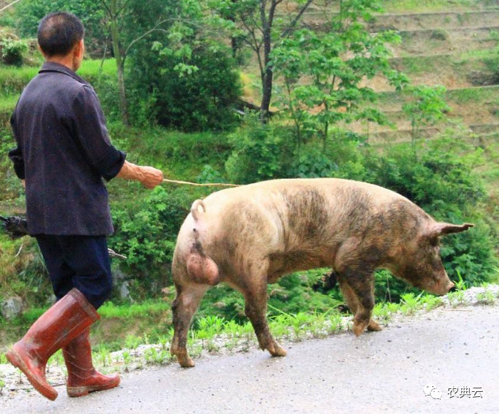 猪场赶猪技巧口诀,养猪必须知道猪的七大习性