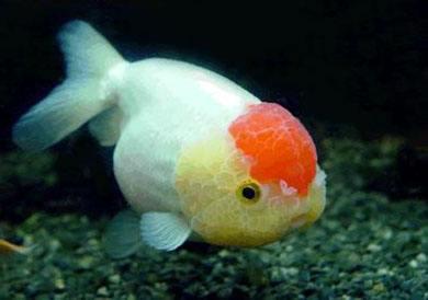 兰寿都是短尾巴吗,兰寿为什么短尾