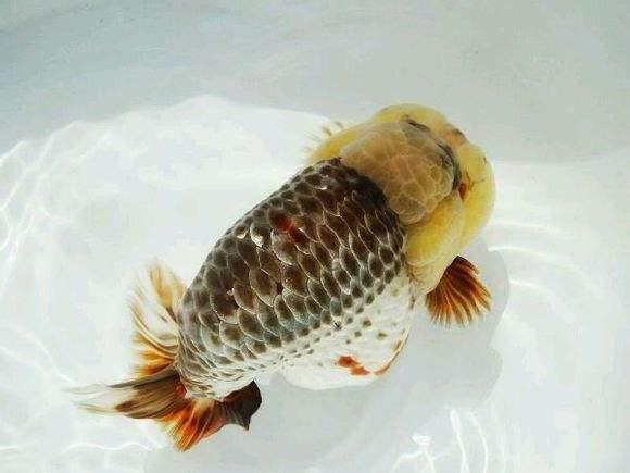 兰寿都是短尾巴吗,兰寿为什么短尾