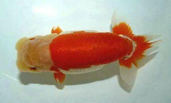 兰寿都是短尾巴吗,兰寿为什么短尾