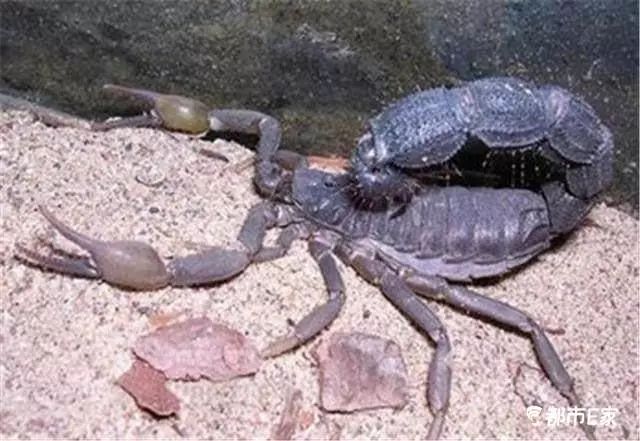 男子被马蜂蛰三下后去世,男子被黄蜂蜇致其身亡