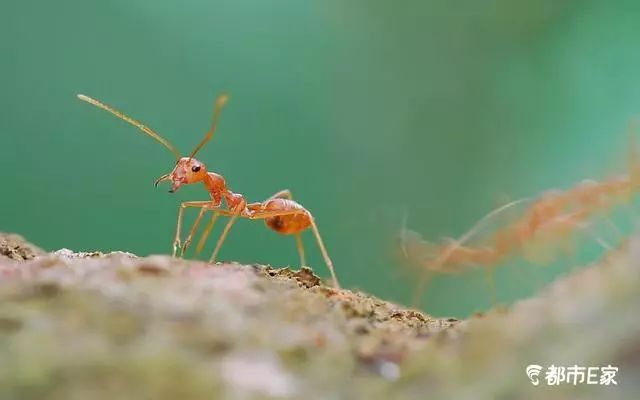 被马蜂蛰了怎么救治,男子被马蜂蜇伤146处伤