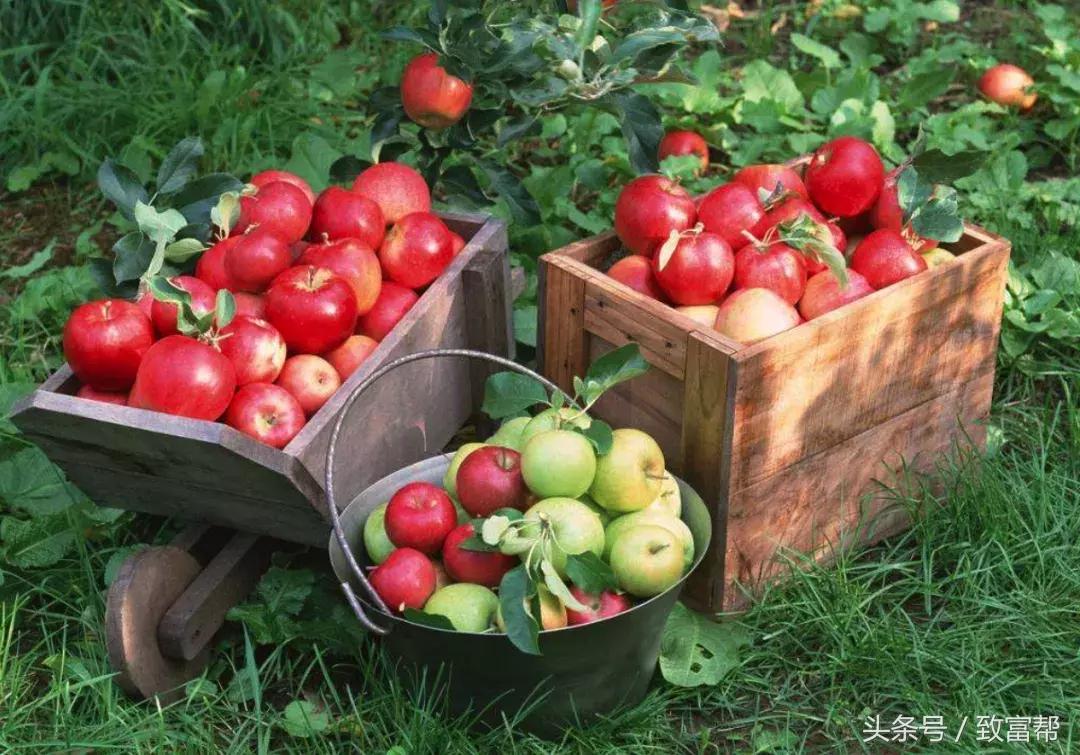 新培育水果品种大全,用种子最容易培育的水果