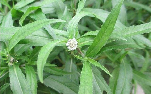 墨旱莲有哪些最好的功能,墨旱莲种子的功效与作用